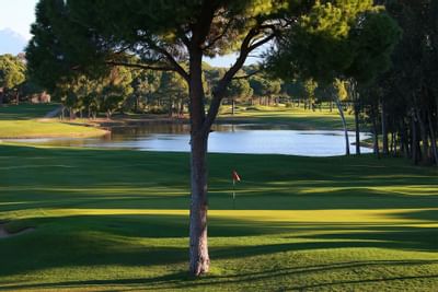 Titanic Golf Club tree view