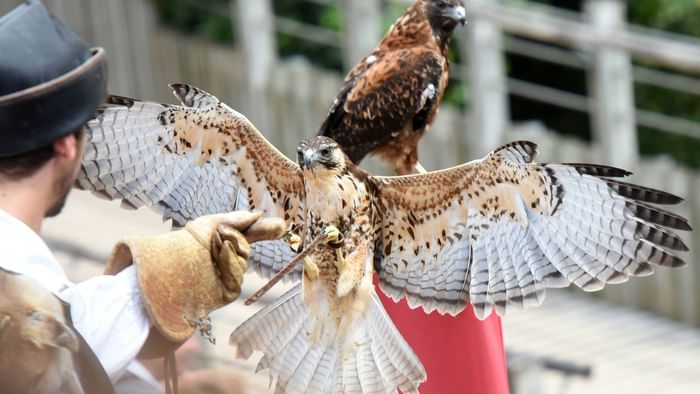 A man holding eagles in Puy Du Fou Park near Originals Hotels