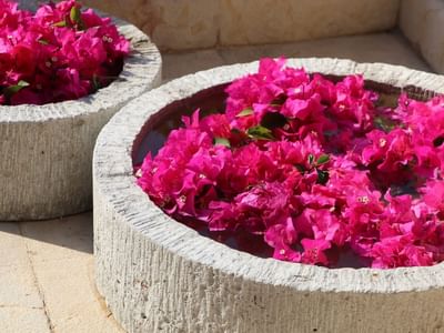 Close-up of bougainvillea in mini ponds at Cala de Mar