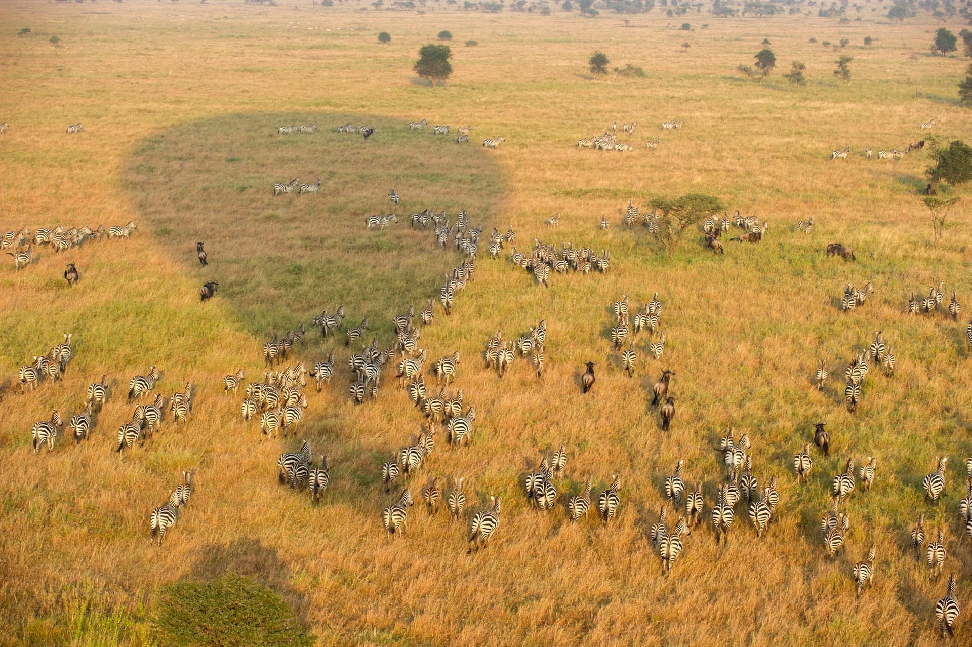 Dazzle of zebras in a field near Serengeti Serena Safari Lodge