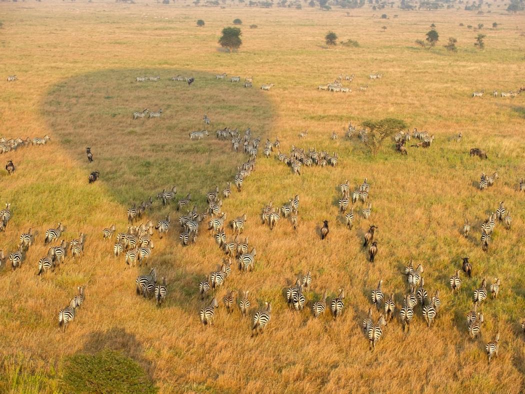 Dazzle of zebras in a field near Serengeti Serena Safari Lodge