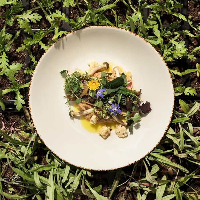 A white bowl filled with mixed greens, herbs, and edible flowers placed on a bed of soil and grass.