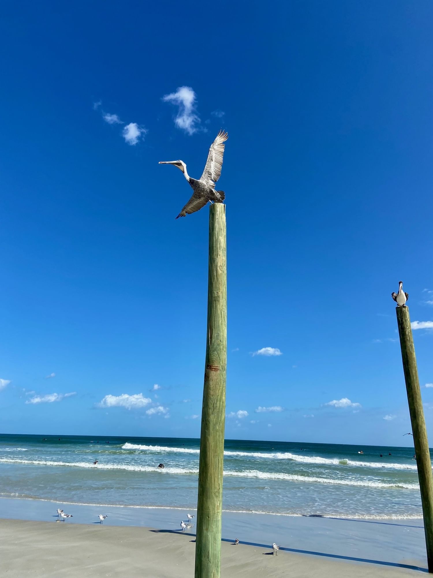 A pelican on a tall wooden post with the ocean in the background.