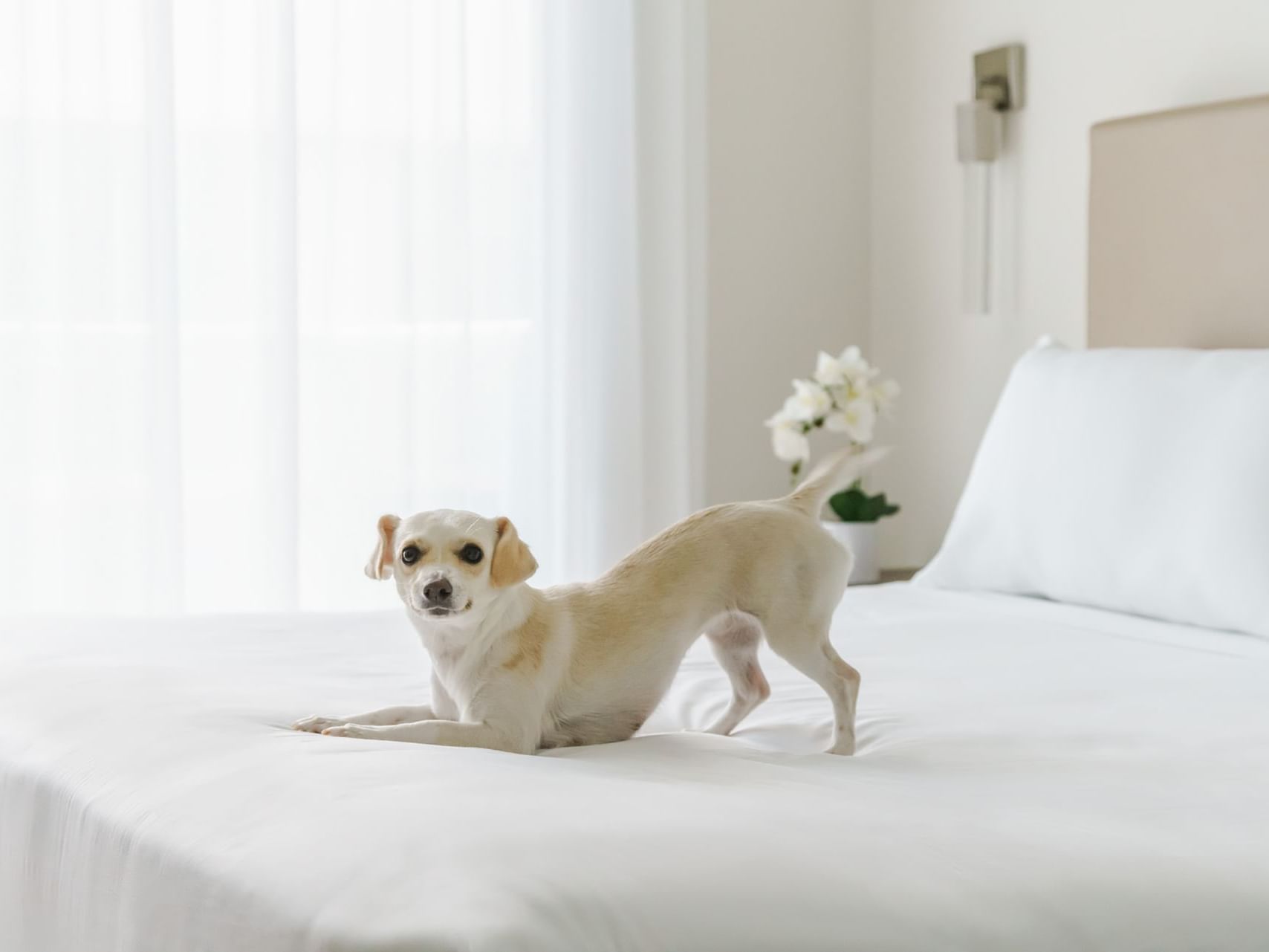 A chihuahua frolicking on a comfy bed at Costa Beach Resort