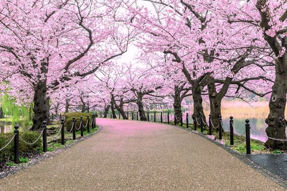 Picturesque path adorned with cherry blossom trees near Hop Inn Hotel