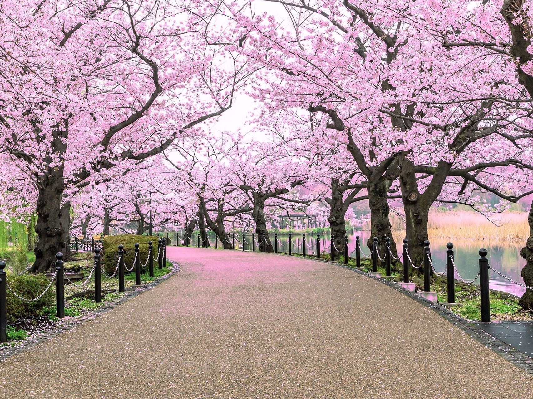 Picturesque path adorned with cherry blossom trees near Hop Inn Hotel
