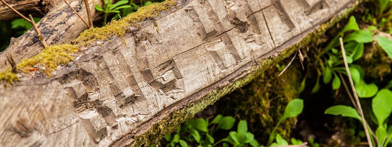 Bug Hotel