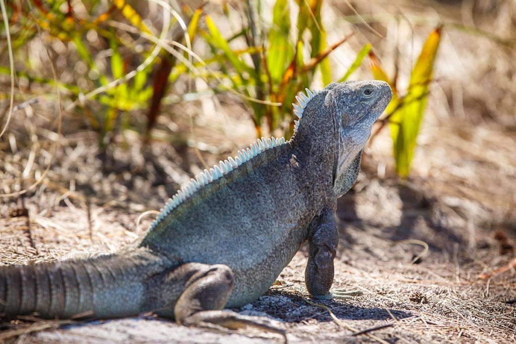 Close-up of an Iguana near The Somerset on Grace Bay