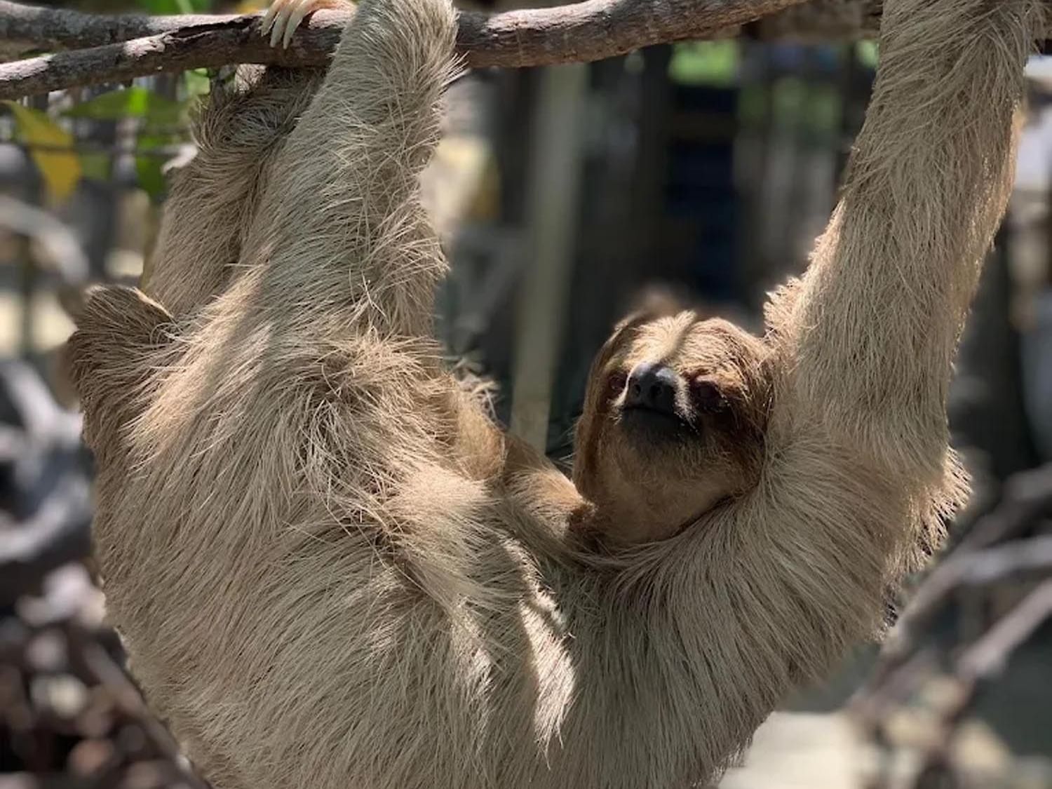 Sloth hanging from a tree branch near Barefoot Cay Resort & Marina