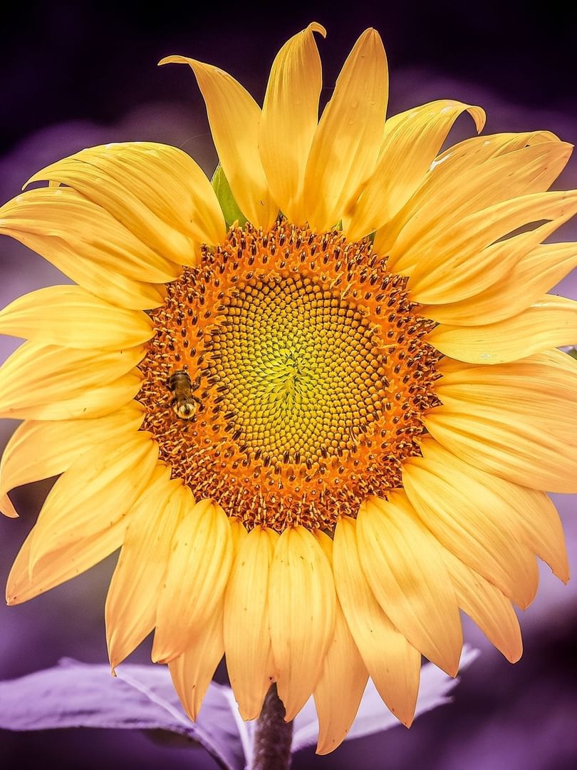 Golden sunflower with a bee by a soft purple background under bright light near Warwick Melrose Dallas