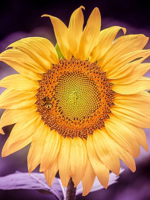 Golden sunflower with a bee by a soft purple background under bright light near Warwick Melrose Dallas
