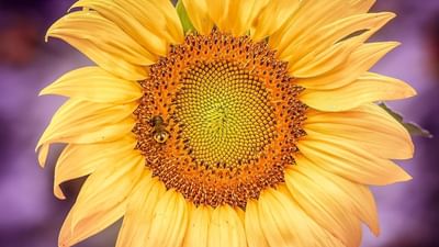 Gros plan sur un tournesol en fleur au Warwick Melrose Dallas
