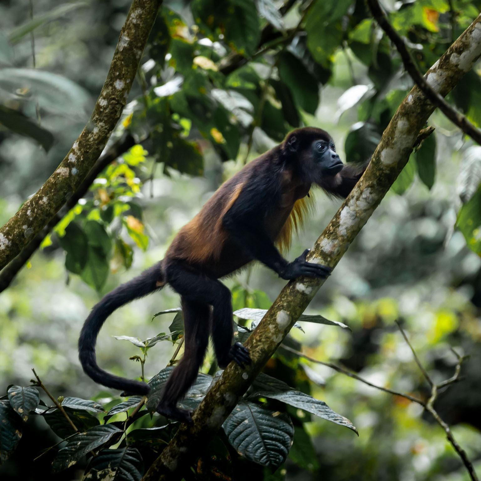 Portrait of a Mantled Howler Monkey near Hideaway Rio Celeste