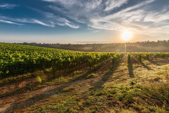 Willamette Valley Vineyards