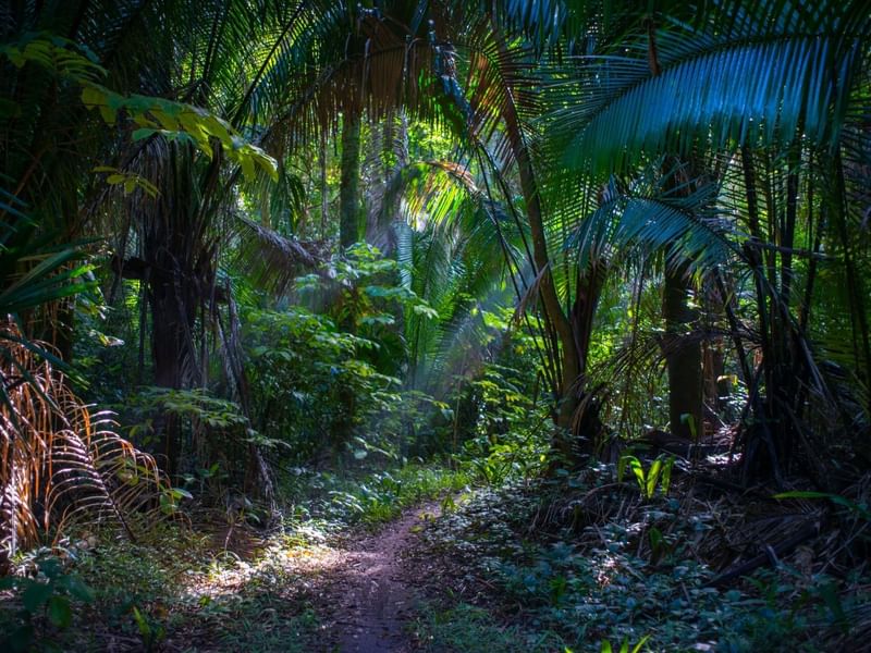 Landscape view of a forest pathway near The Explorean Resorts