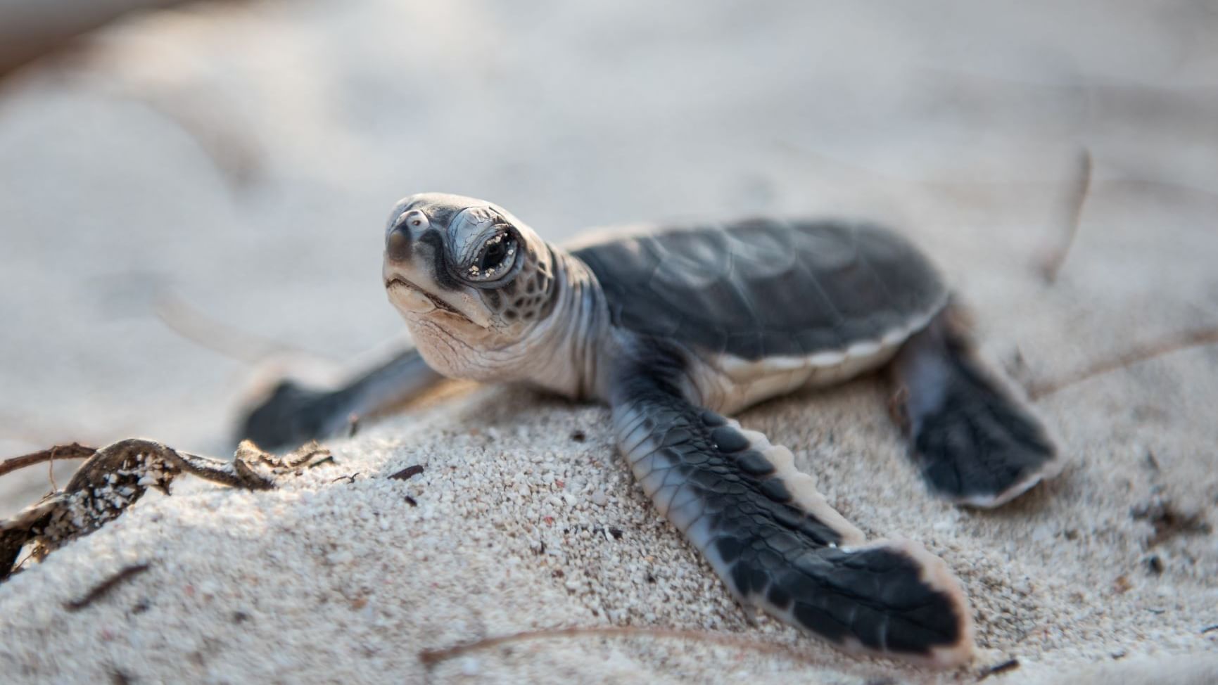 Closeup of a baby turtle inshore near Heron Island Resort