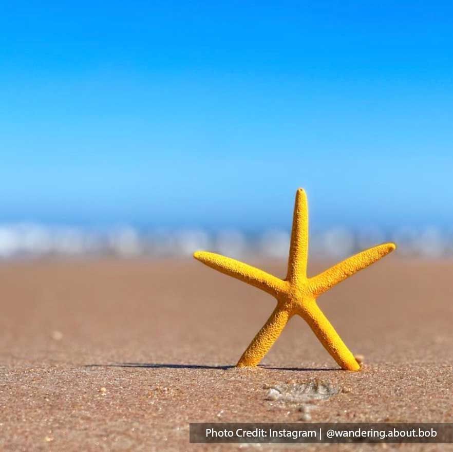 Starfish Photo On The Beach