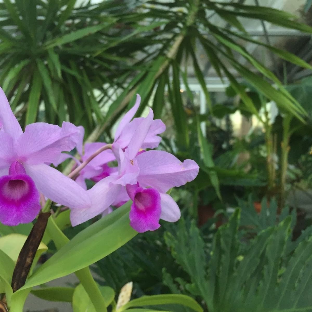 Cattleya Patinii orchid in the Greenhouse at Alderbrook Resort