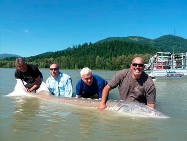 Three men holding a large fish in the water near Harrison Lake Hotel