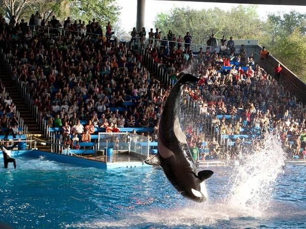 Seaworld Chain Discover Sea World San Antonio | Riverwalk Plaza Hotel