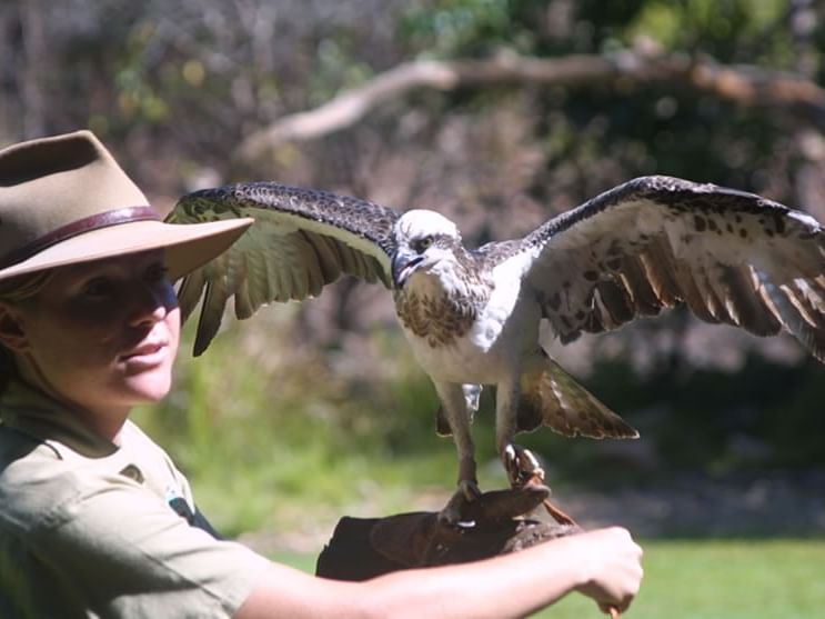A bird trainer at Territory Wildlife Park near H On Smith Hotel