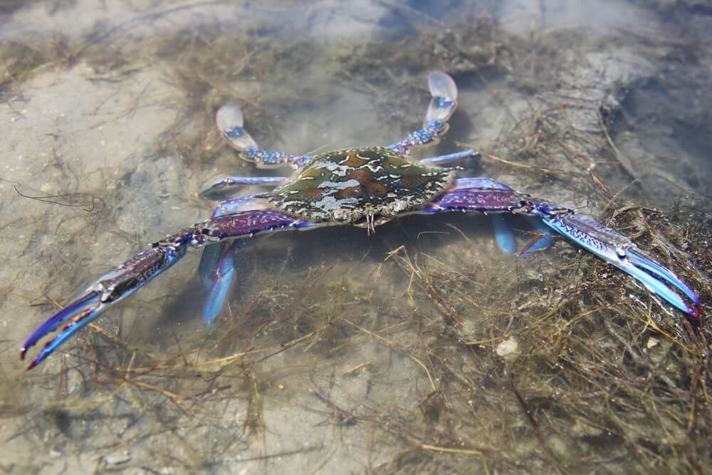 Fishing Crabbing in Mandurah