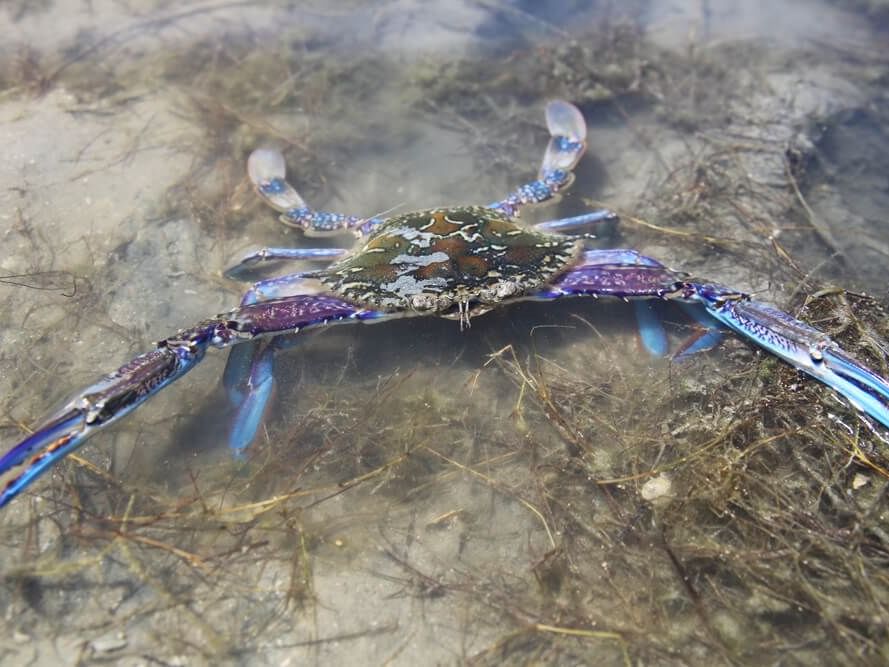 Blue crab with purple markings in shallow, clear water at Mandurah Crabbing Tours near The Sebel Mandurah