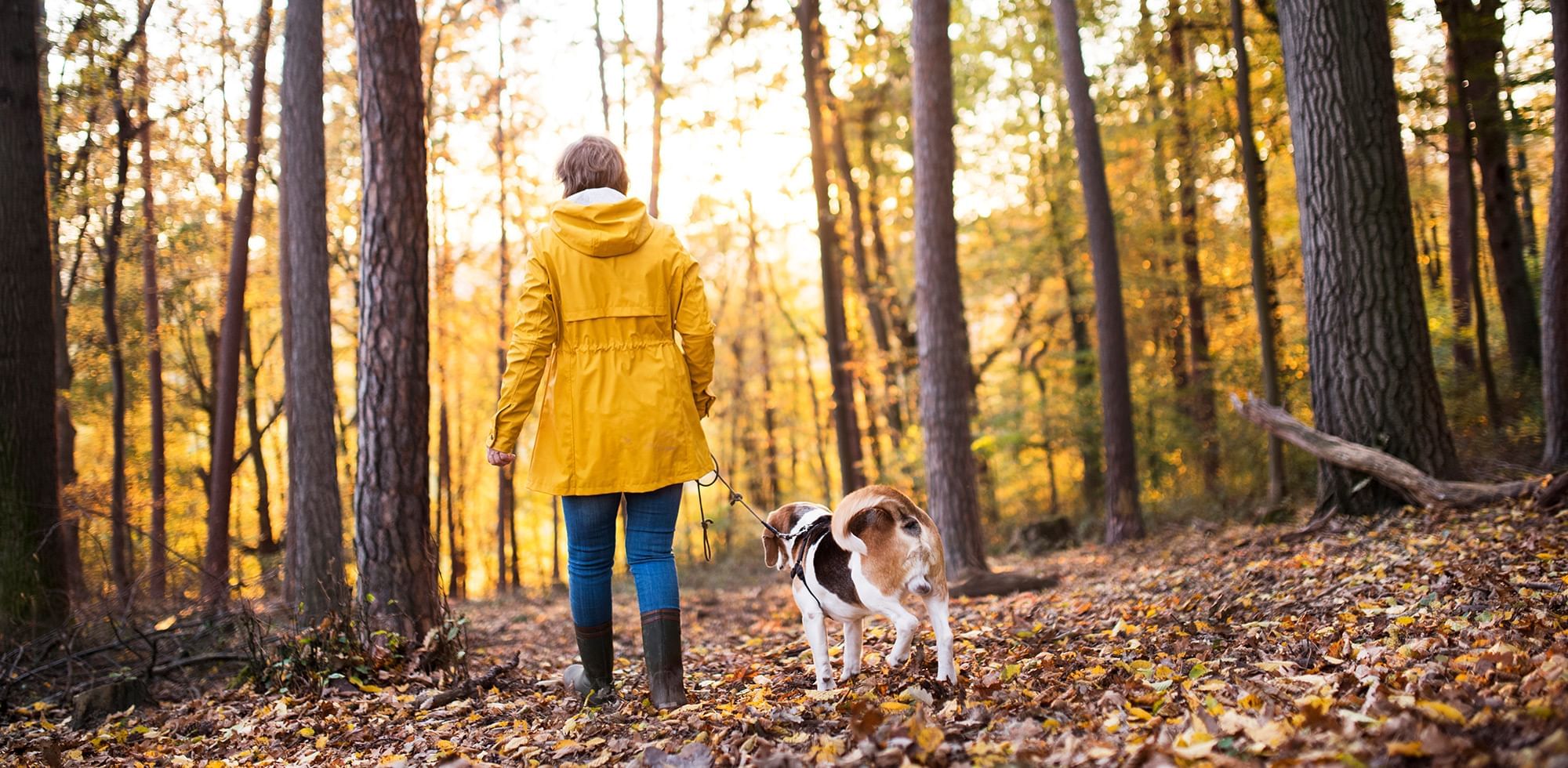 woman walking dog in fall, Coast Courtenay local experience