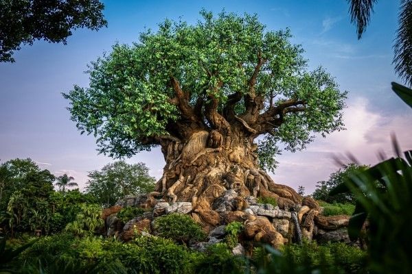 Tree of Life at Animal Kingdom part of Walt Disney World.