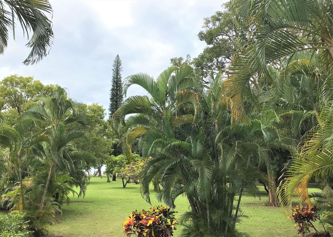 Waimea Plantation Cottages grounds