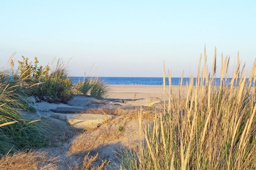 Sand dunes with beach grass near the ocean at our Avalon beach hotel