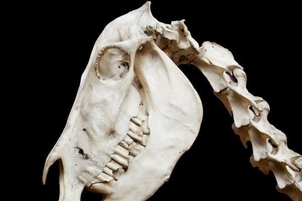 Dinosaur skeleton featured in our article on the Cole Museum of Zoology.