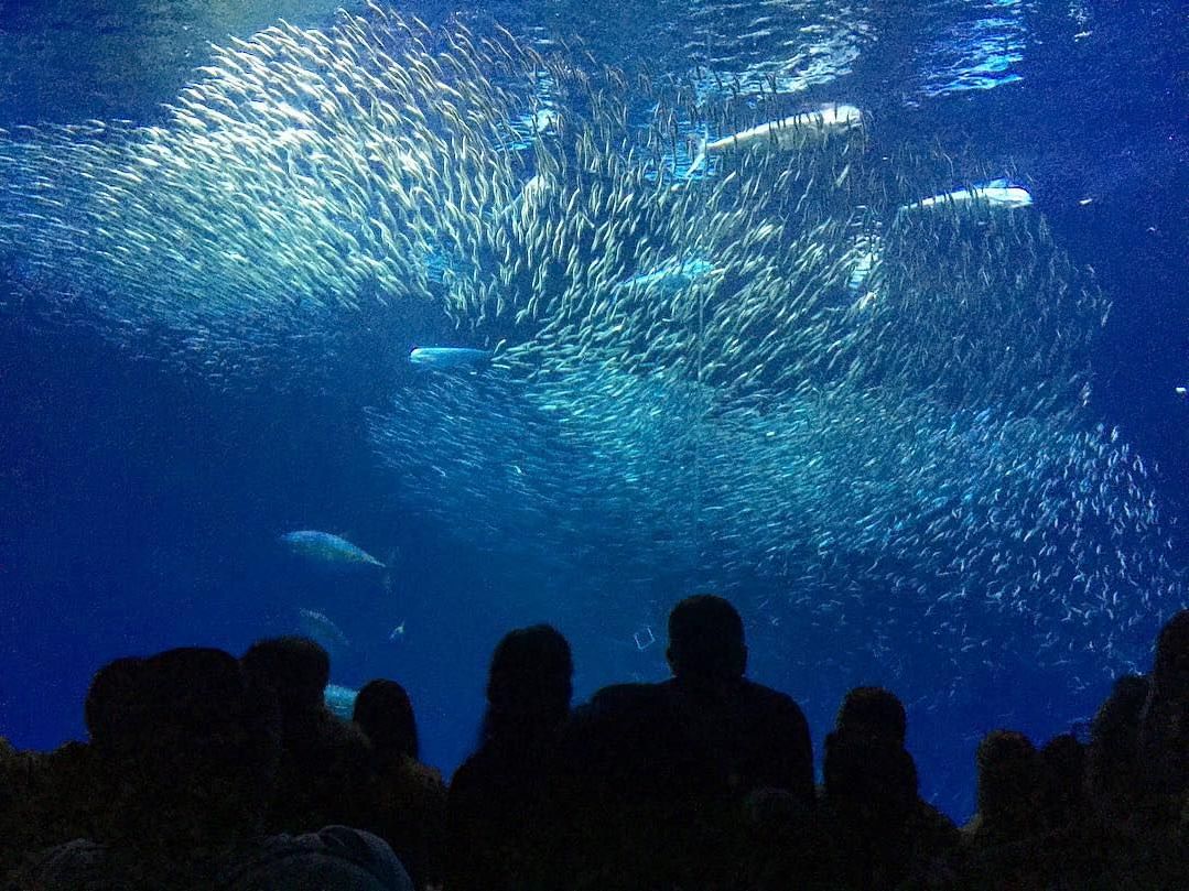 People enjoying Monterey Bay Aquarium near Tally Ho Inn