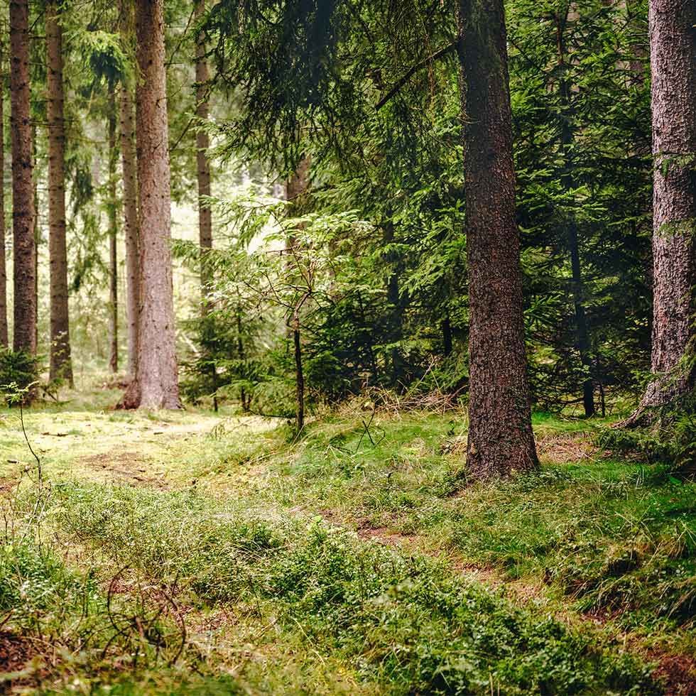 Forest near Falkensteiner Hotels & Residences