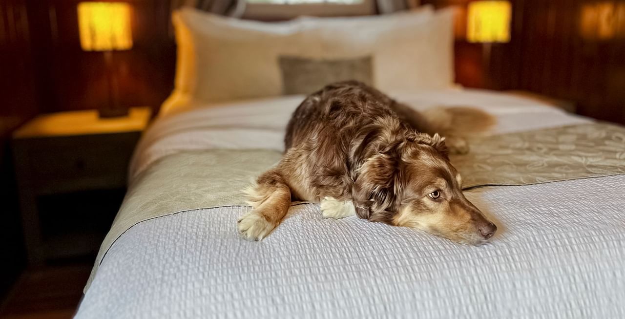 Dog on a bed inside of a cabin