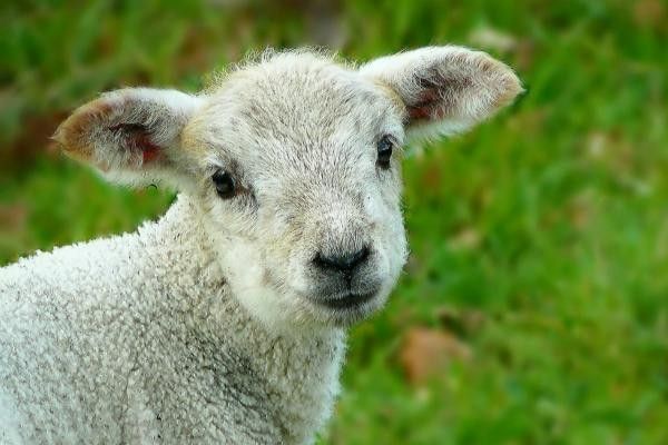Image of a lamb at Bucklebury Farm and Deer Safari Park