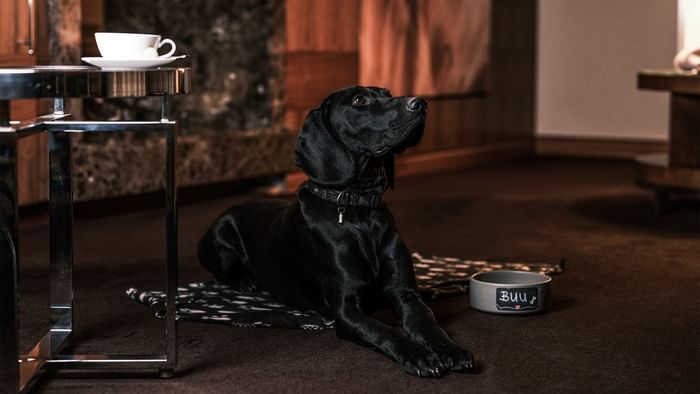 Schwarzer Hund liegt auf Teppich neben Tisch mit Kaffeetasse und Napf bei Falkensteiner Spa Resort Mariánské Lázně