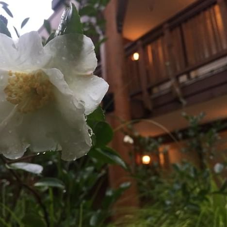 Winter Blooming Camellias at Alderbrook Resort & Spa