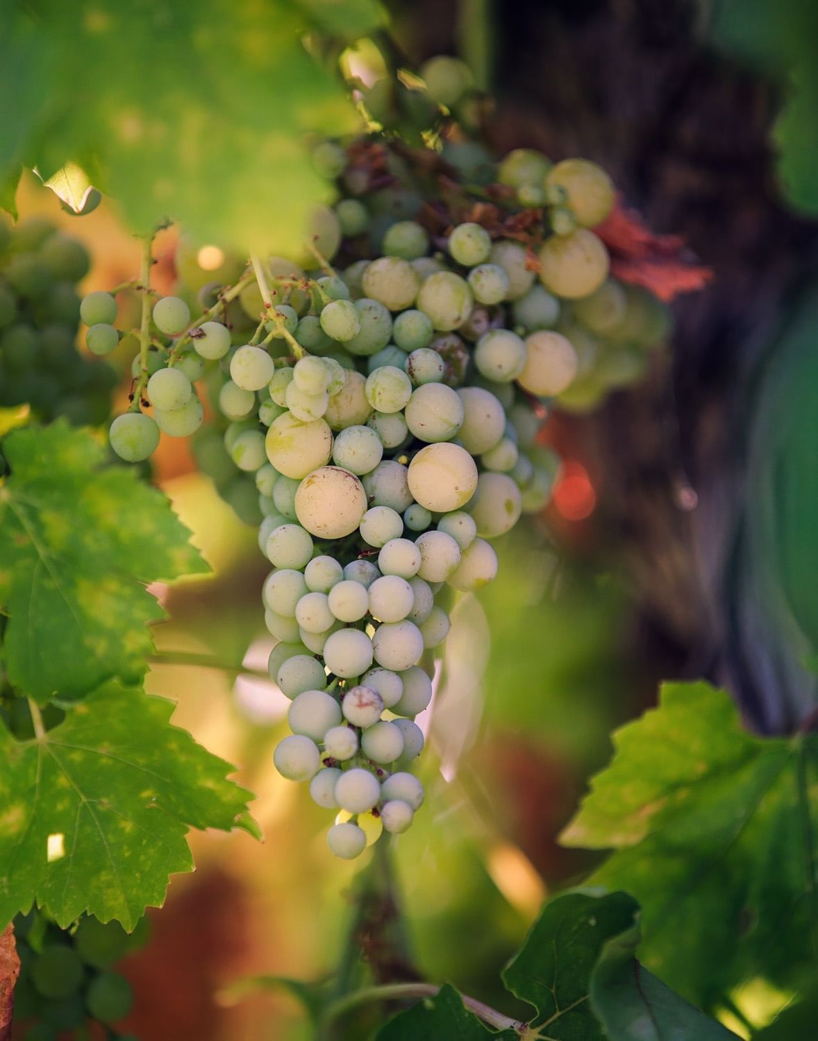 Vineyard grapes grown onsite at Allegretto Vineyard Resort