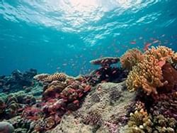 Corals underwater at John Pennekamp Coral Reef State Park near Bayside Inn Key Largo