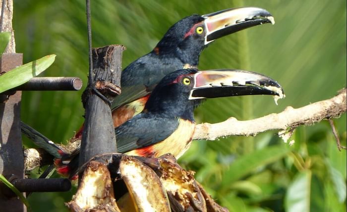 Two Collared aracari captured near at Retreat Costa Rica