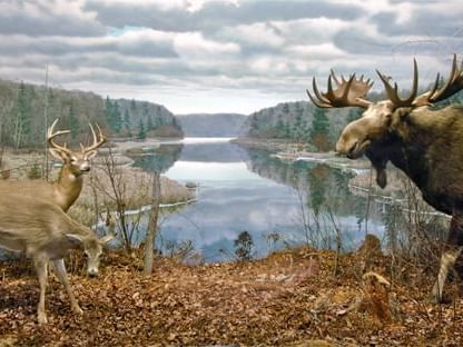 Paintings in Museum of Natural History near Hotel Halifax