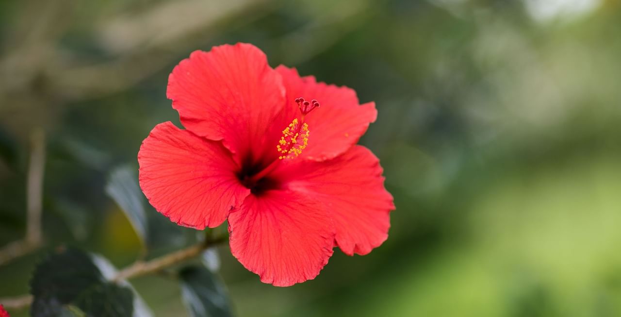 Hibiscus Flower