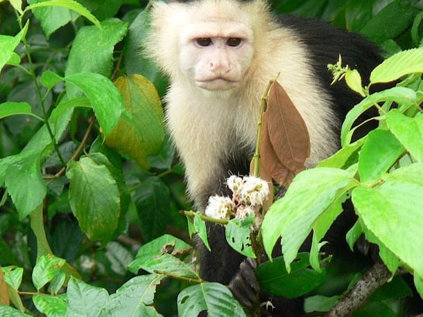 A monkey on tree in rainforest near Gamboa Rainforest Resort