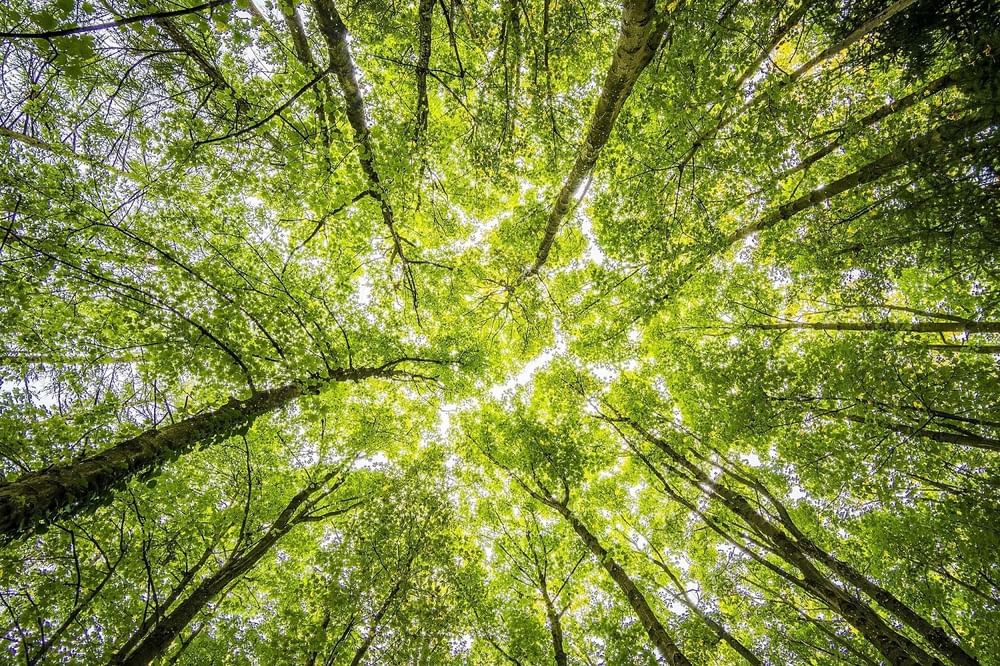 Low angle view of the forest near Mercure Sydney Parramatta