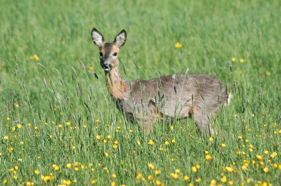 Uk Deer Species featuring the Roe Deer