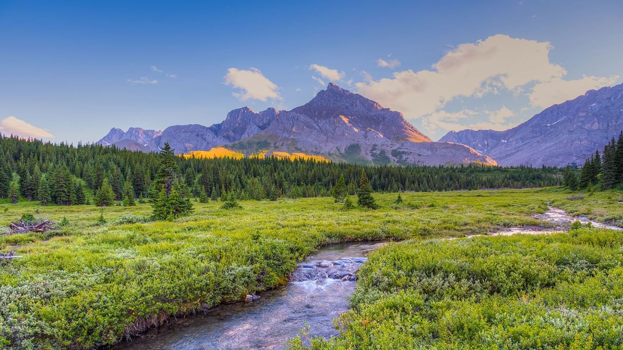 Canadian Rockies and creek with grasses