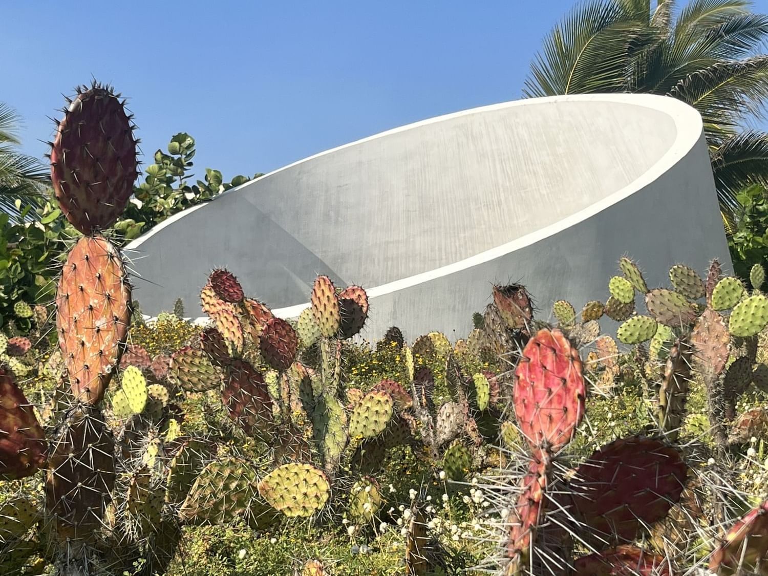 Cactus plants near Observatory at Marea Beachfront Villas