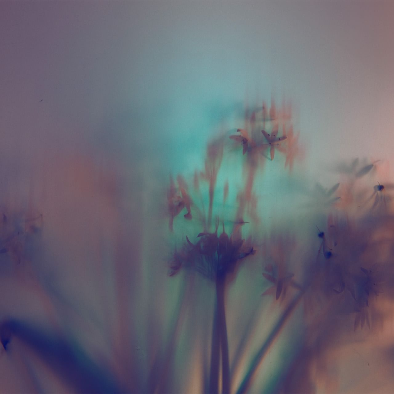 Blurred background image of tree branch used at Dunluce Lodge, Portrush hotels