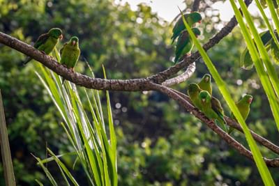Un montón de pájaro verde en las ramas